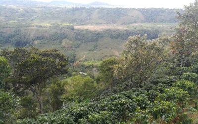 Colombia Huila Coffee