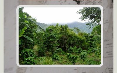 Coffee Origin Of The Month Haiti Blue Pine Central Plateau