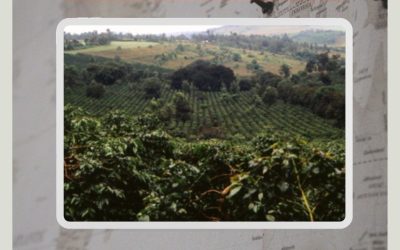 Coffee Origin of the MonthTanzania AB Iganda