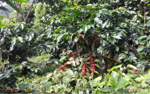El-Salvador-Coffee-Farm