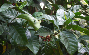 Liberica Coffee Plant for Uganda Natural Liberica Excelsa