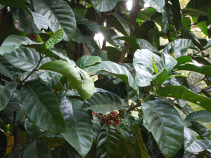 Liberica Coffee Plant for Uganda Natural Liberica Excelsa