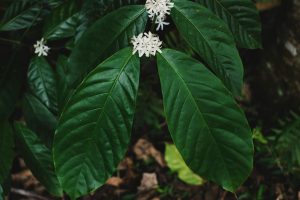 Sumatra Koperasi Organic Gayo G1 TP