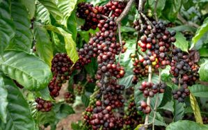 Coffee berries growing on branches for the West Java Blue Origin of the Month by Convoy Road Coffee Roasters