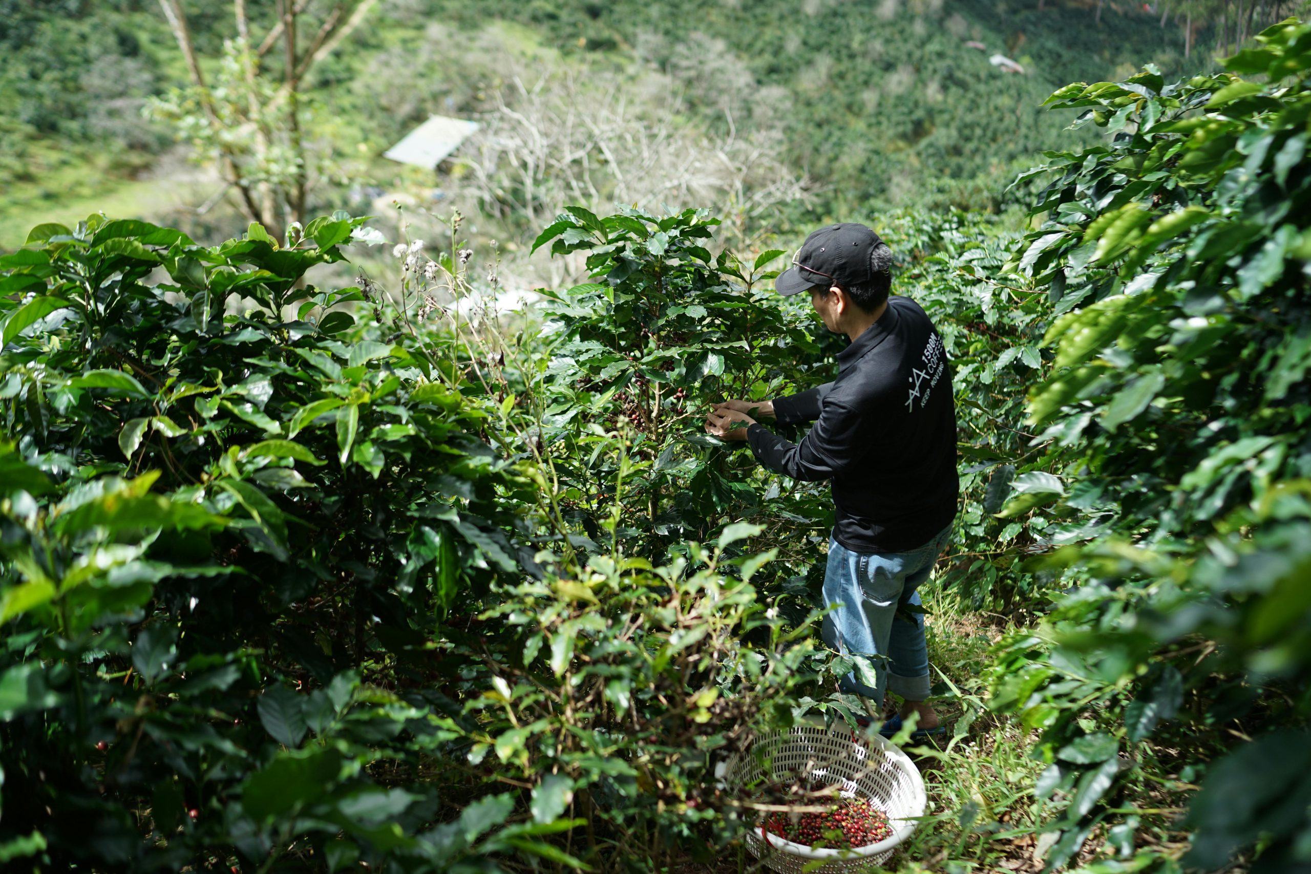 Coffee Farmer in Columbia