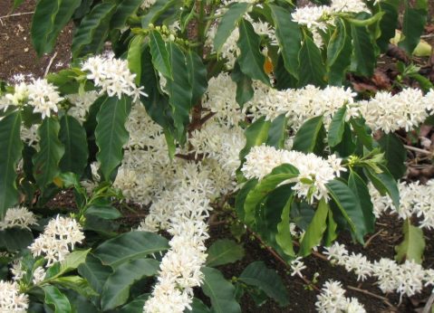 flowering coffee trees