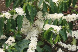 flowering coffee trees