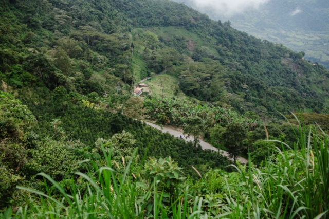 coffee farm in Chiapas Mexico