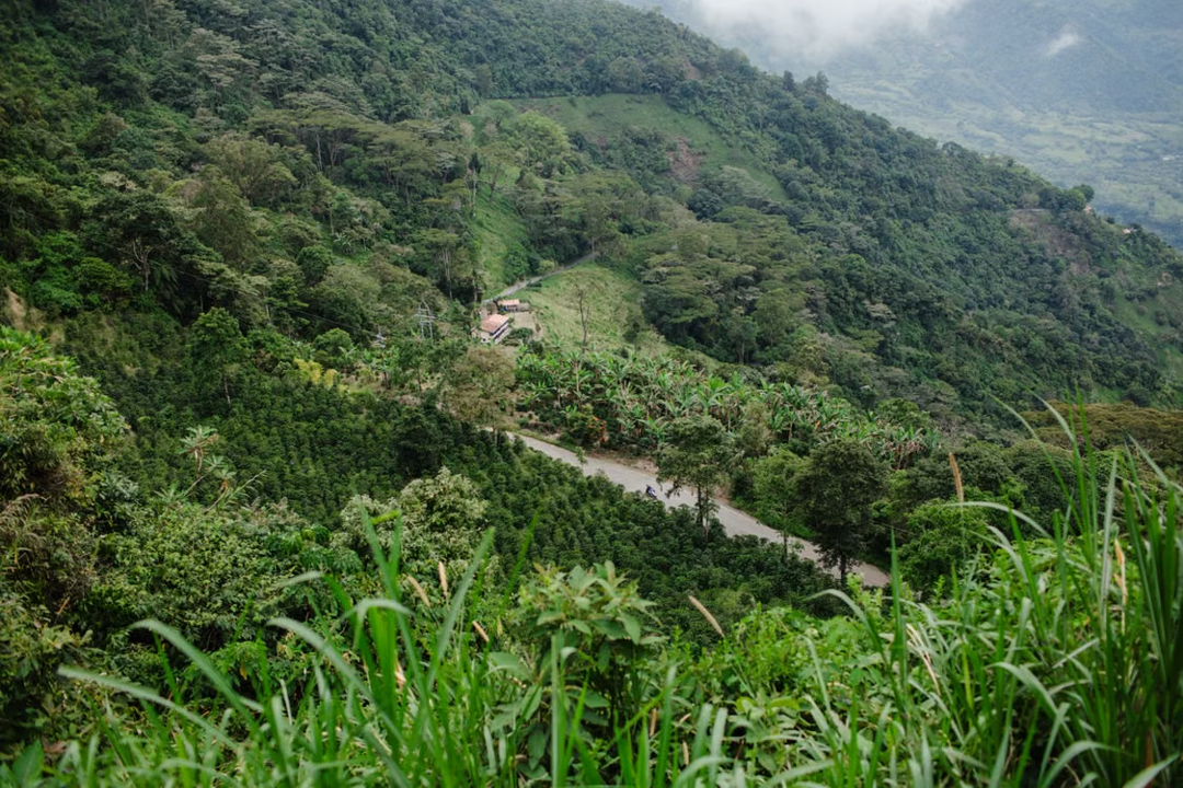 coffee farm in Chiapas Mexico